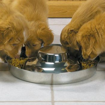 Puppy Feeding Bowls with Raised Centres