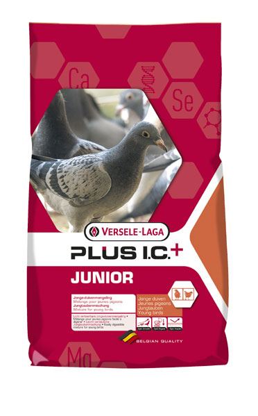 Junior Plus